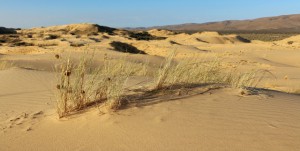 Witsand Nature Reserve