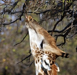 Giraffe More Closer