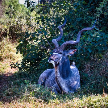 This guy was chilling next to the road close to Pafuri