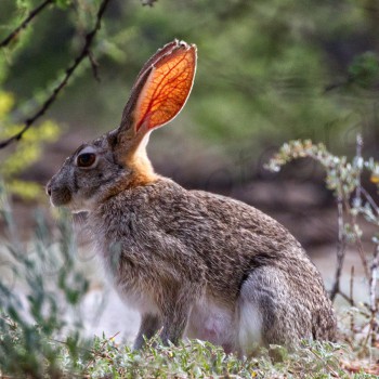 Shrub Hare