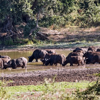 Buffalo herd at a waterhole