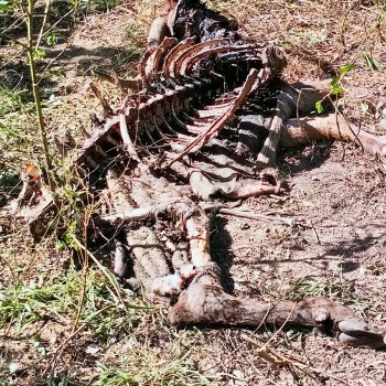 This was lying too close to Machinawa Pan campsite
