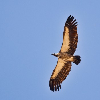 African White-backed Vulture