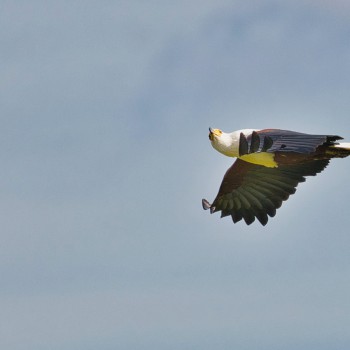 Fish Eagle