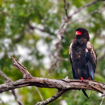 Bateleur