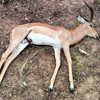 We suspect its neck was broken as it was rutting season. The before picture.