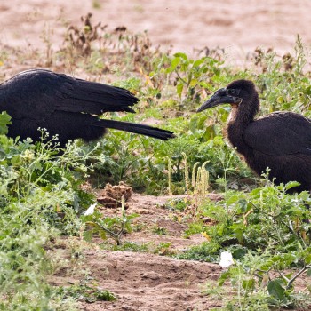Mother being pestered for food scraps