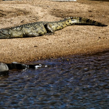 Crocodile sunbathing