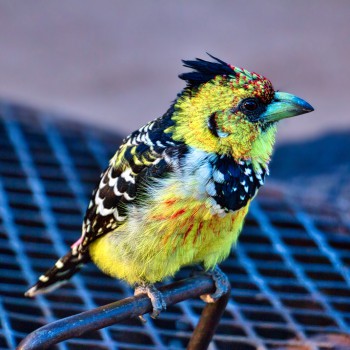 This one visited us looking for scraps, I suppose