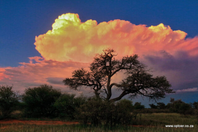 Thundercloud over the Kalahari