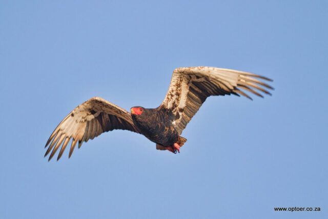 Teenager Female Bateleur flyby