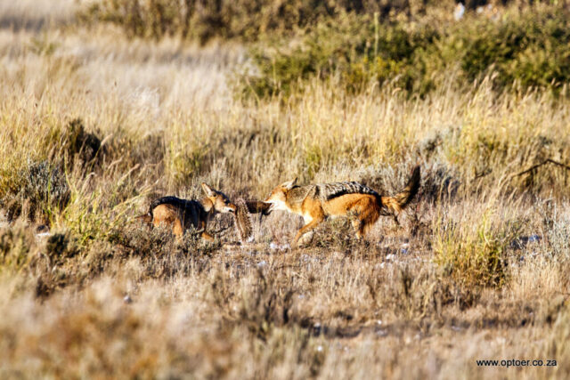 Black-backed Jackals squabble over a Ground Squirrel