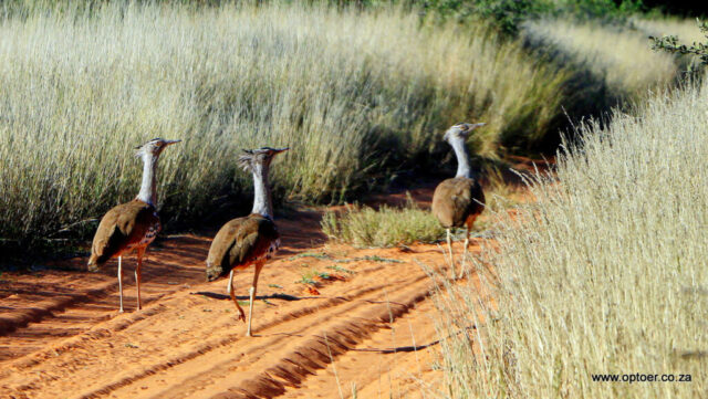 Kori Bustard Road Patrol