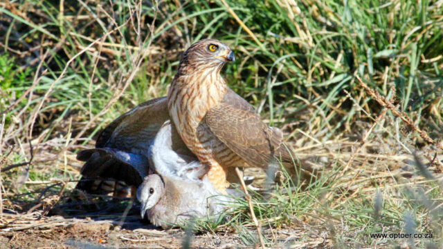 Little Sparrowhawk with a Cape Turtle Dove for brunch