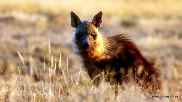 Brown Hyena late evening visit at Lesholoago