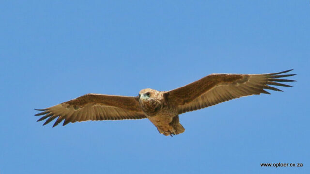 Tawny Eagle flyby