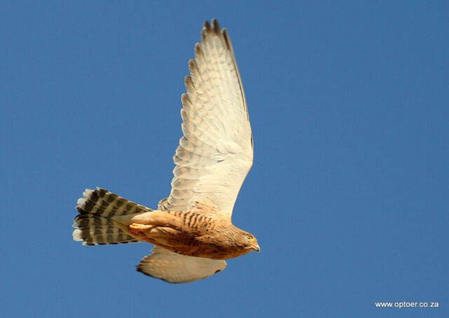 Lesser Kestrel flyby