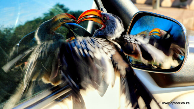 Yellow-billed Hornbill having a mirror fight
