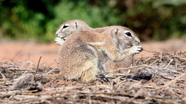 Ground Squirrels watching each other's backs