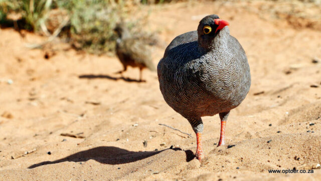 Crested Francolin at Mapayatutlwa