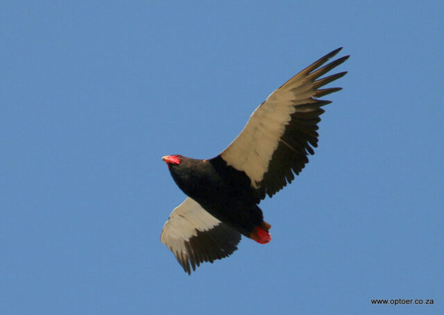 Female Bateleur Flyby