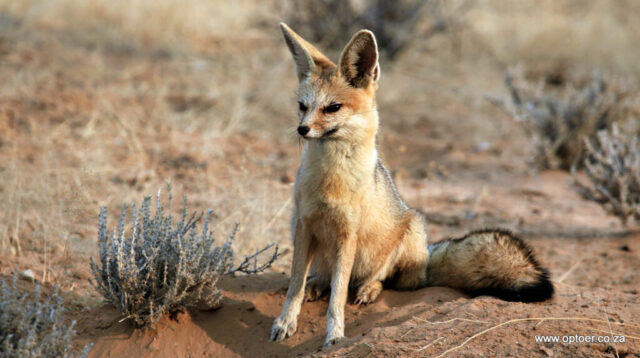 Cape Fox is making ready for the night