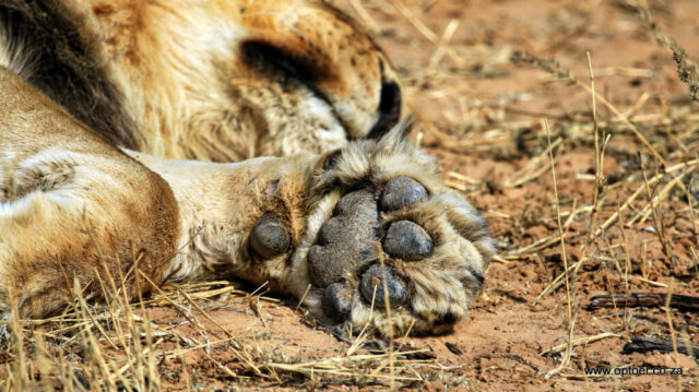 Tickle! Tickle!