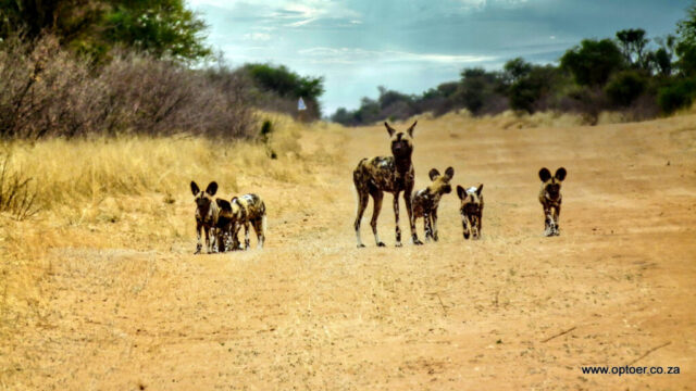 African Wild Dogs on the way to Hukuntsi