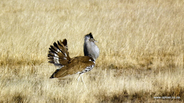 Kori Bustard, male, strutting himself in Lesholoago Pan