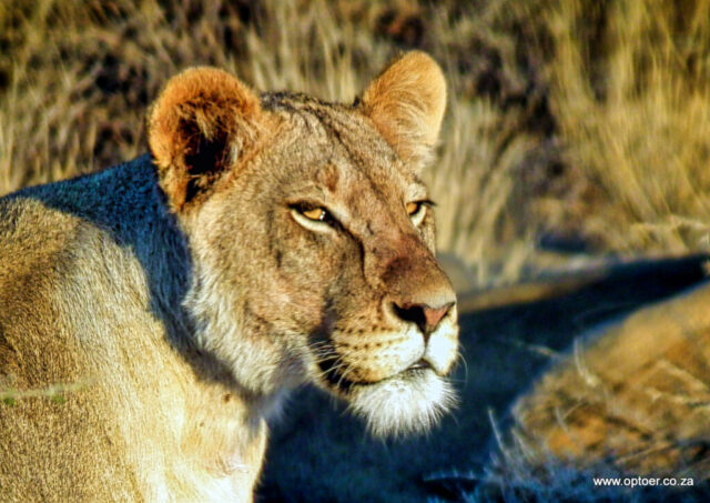 Early morning on patrol passing our campsite, looking at the paparazzi, Lesholaogo.