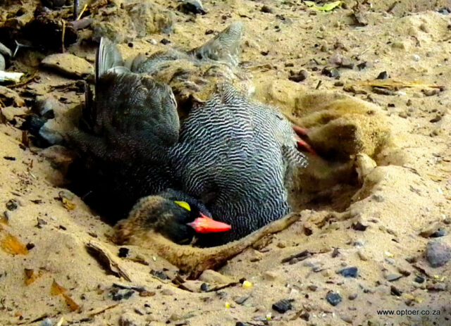 Dust Bath at Lesholoago Campsite 1