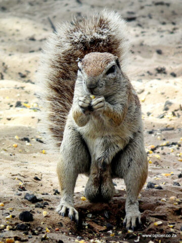 The Main Man, Ground Squirrel