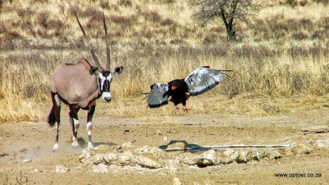 Male Bateleur got a fright when the Oryx moved in