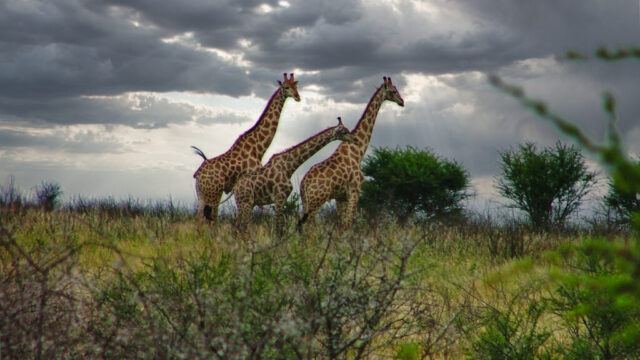 Giraffes near Piper Pan