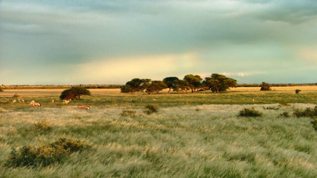 After the rains, grass grows long, Deception Valley