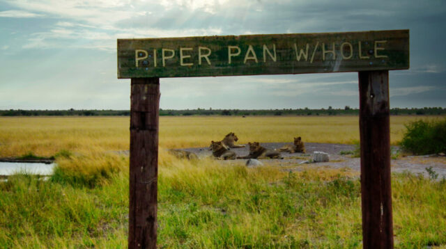 Lions Lounging at the Waterhole