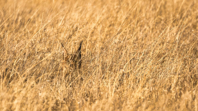 Hidden in Plain Sight - Caracal - Piper Pan