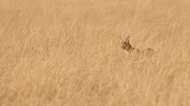 Caracal on the Prowl - Piper Pan