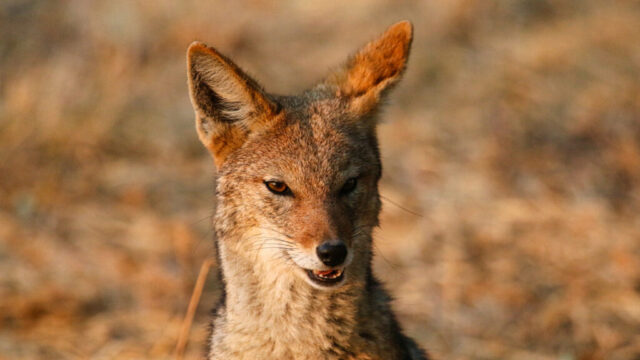 Black-backed Jackal Smacking its Lips - Piper Pan