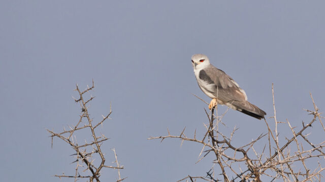 Black-winged Kite near Sunday Pan