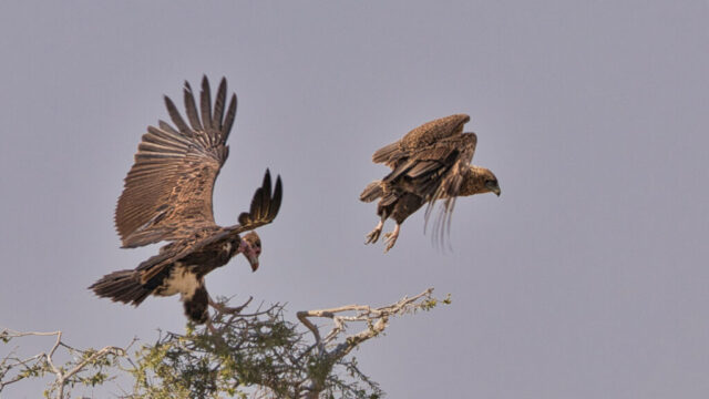 My turn to sit here. Lapped-faced Vulture chasing a Tawny Eagle from it perch - Piper Pan