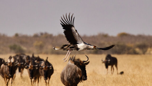Secretary Bird feeling uncomfortable with the Blue Wildebeest crowding closer - Piper Pan