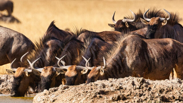 Horn Locking Blue Wildebeest having a drink - Xade Waterhole
