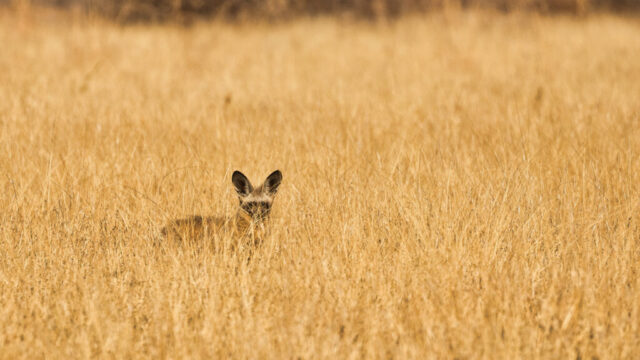 Bat-eared Fox looking for insects - Piper Pan