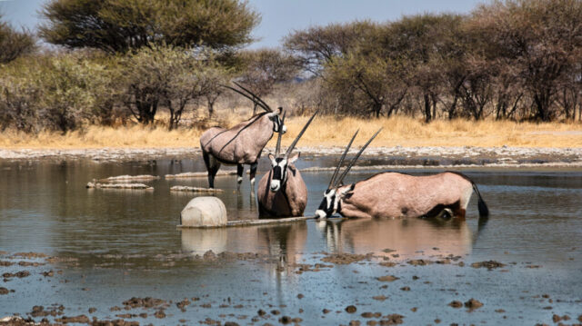 Drinking from the Source - Sunday Pan Waterhole