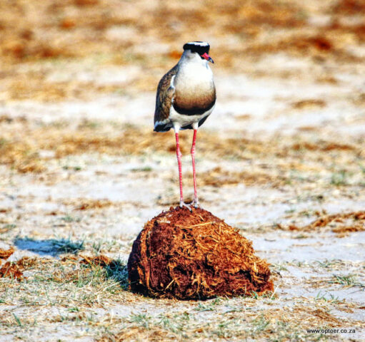 Crowned Lapwing on an Elephant dung, Nxai Pan