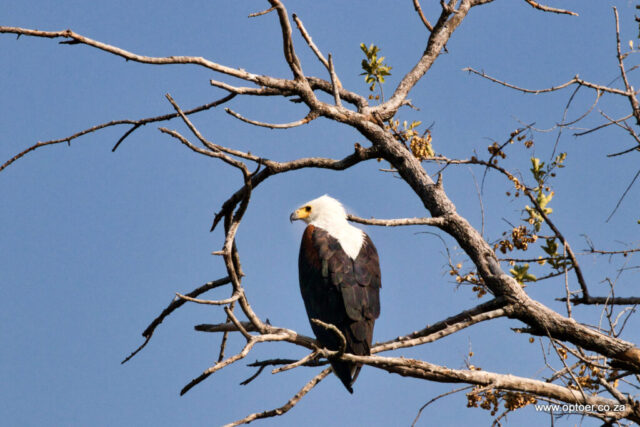 Ring around the Fish Eagle, Moon behind but just.
