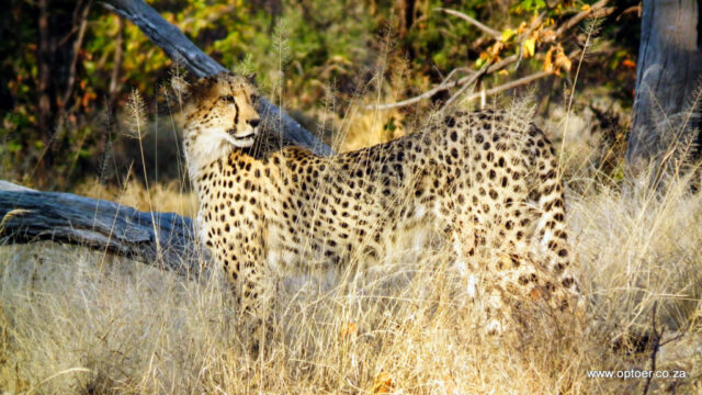 Cheetah hiding behind the grass