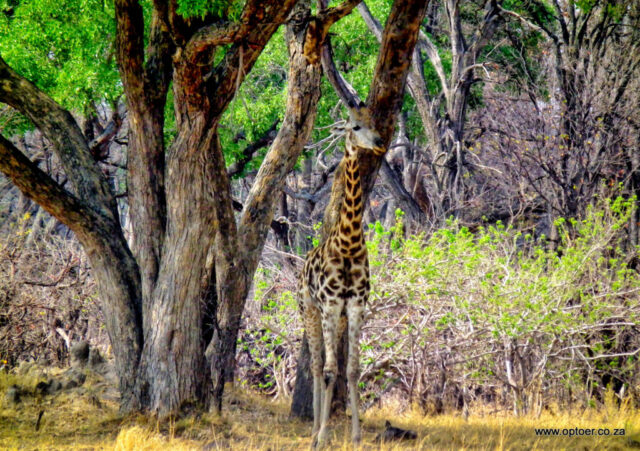 Giraffe hiding