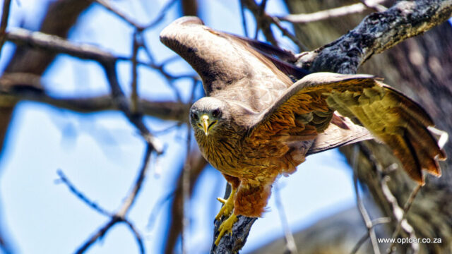 Yellow-billed Kite in Mogotho at Campsite 4